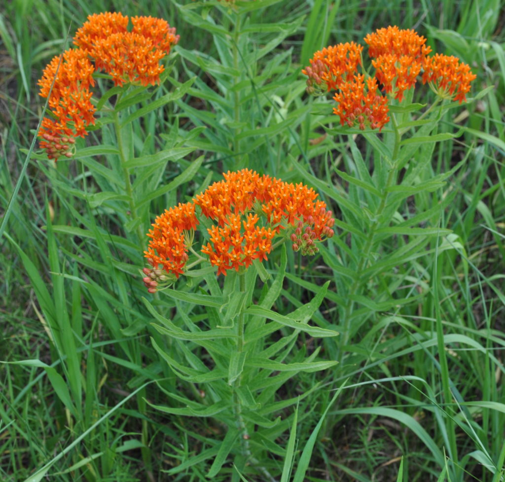asclepias tuberosa milkweed weed poisonous livestock monarchs carlson monarch umn wildflowers arrive pleurisy szybki podgląd