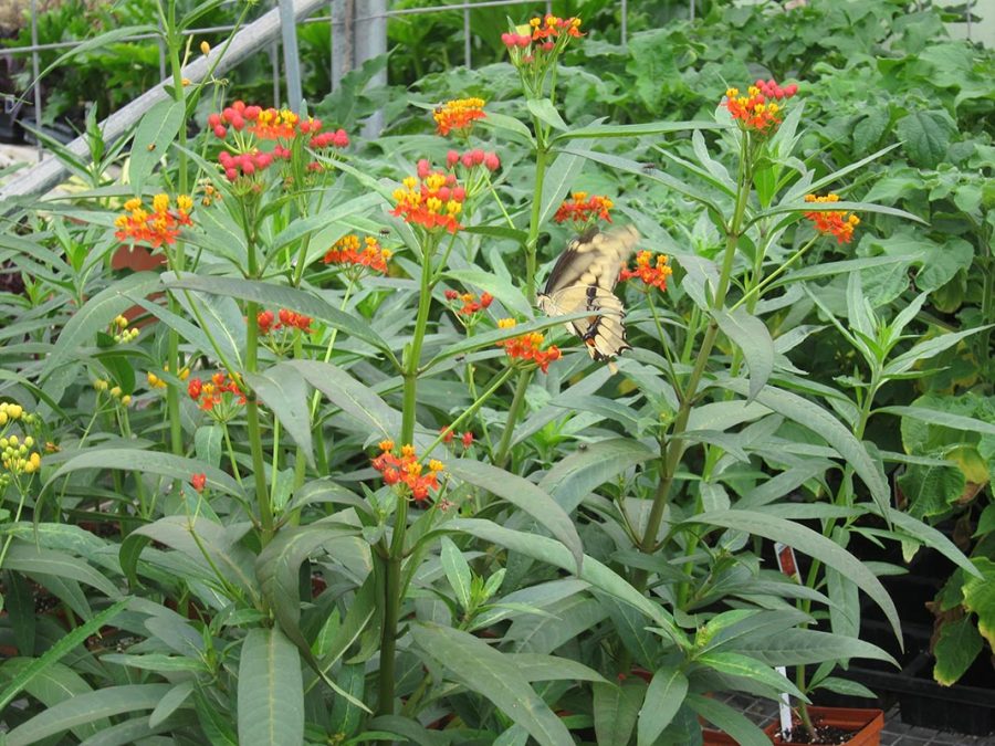 Tropical Milkweed Plant Asclepias Curassavica Milkweed 4 Monarchs asclepias-curassavica-silky-mixture-tropical-milkweed-shades-of