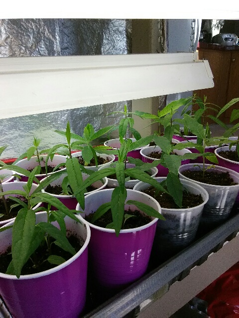 milkweed seedlings