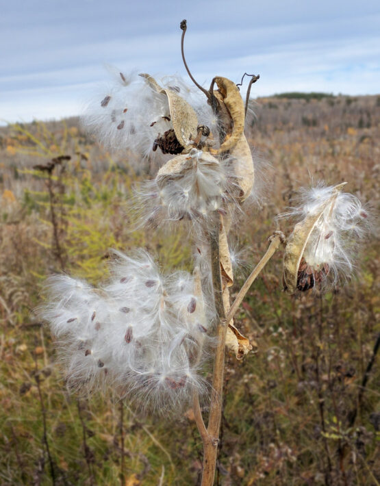 Common M. Seeds pods