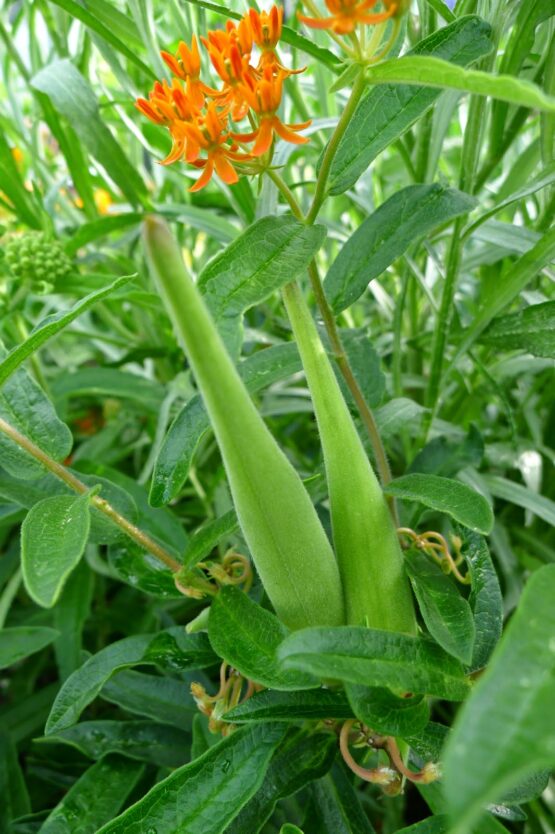 Butterfly Weed Pods