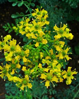 Common Rue Flowers