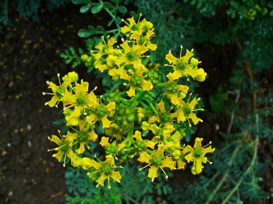 Common Rue Flowers