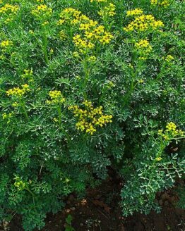 Common Rue flowers