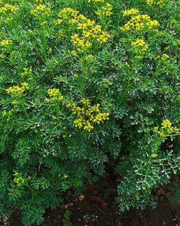 Common Rue flowers