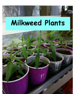 Milkweed Plants