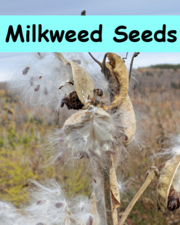 Milkweed Seeds