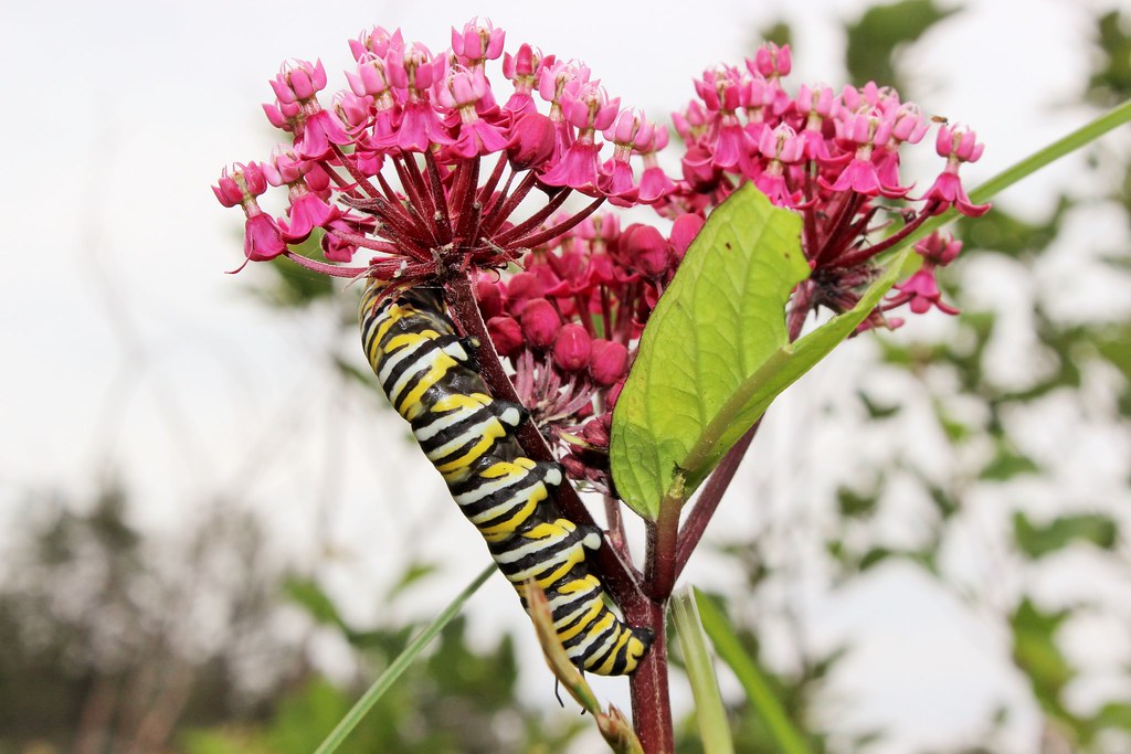 Monarch caterpillar on Swamp Milkweed bloom