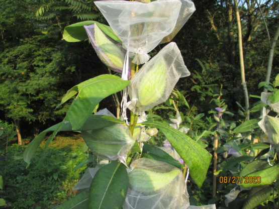 Common milkweed pods