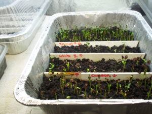 Milkweed Sprouts