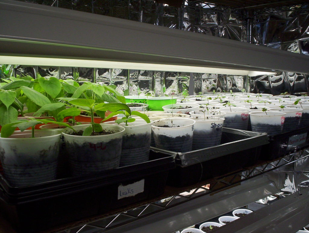 Milkweed Seedlings