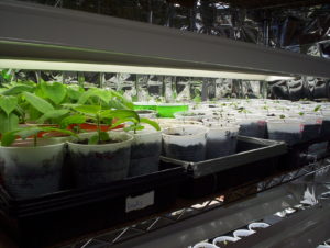 Milkweed Seedlings