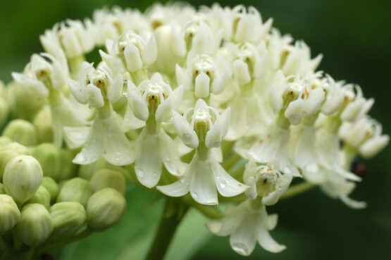 White Swamp bloom