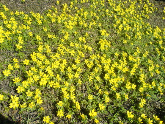 Winter Aconite