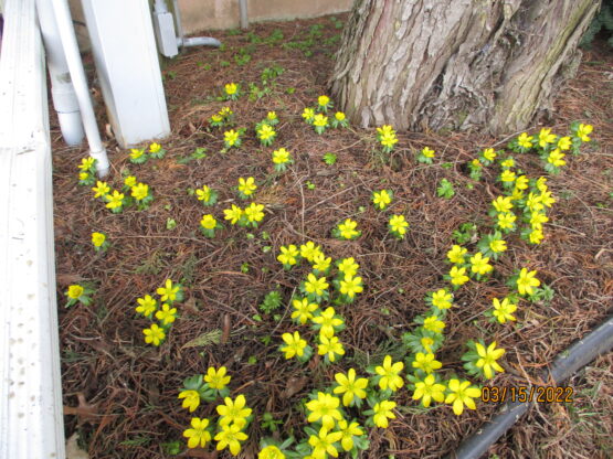 Winter Aconite Blooms