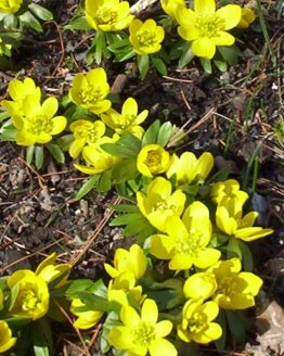 Winter Aconite Blooms