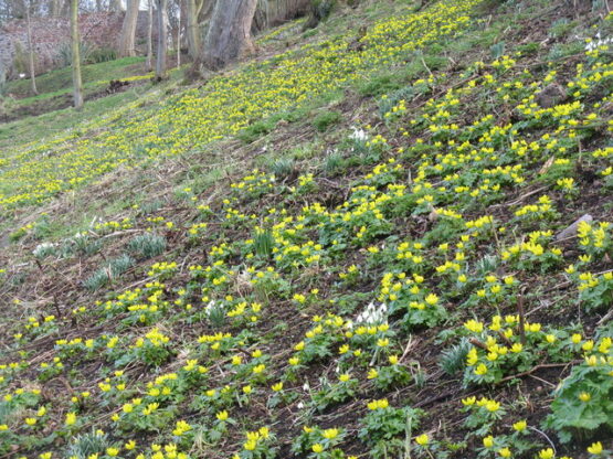 Winter Aconite covering hillside