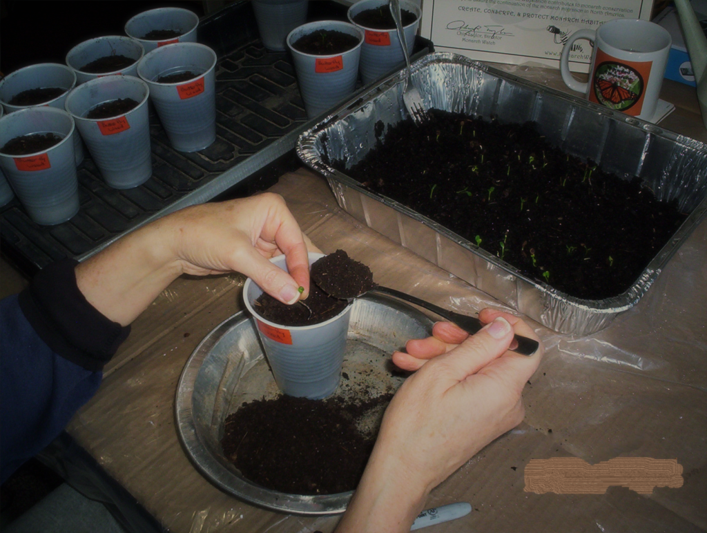 Transplanting seedlings into 12 oz cups