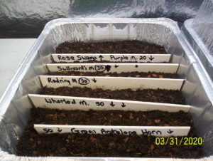Tray of seeds ready to germinate