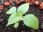 Mexican Sunflower Seedling