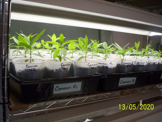 Common Seedlings for sale