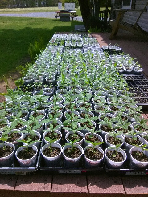 Seedlings for sale
