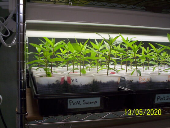 Pink Swamp Milkweed Plant,  Asclepias Incarnata Pink - Image 6