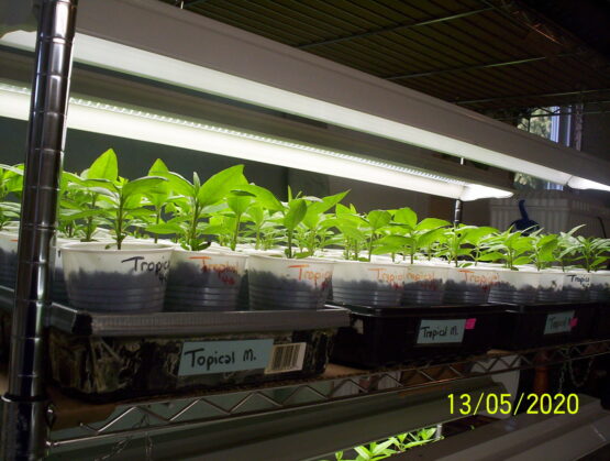 Red Tropical Milkweed Plant, Asclepias Curassavica - Image 5