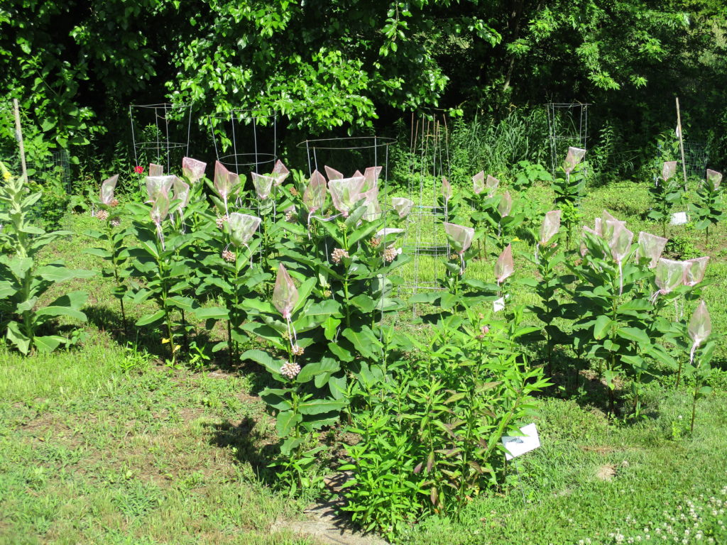 Common Milkweed 6.23.2020