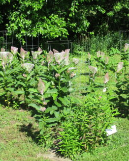 Common Milkweed 6.23.2020