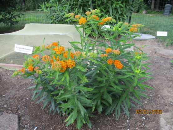 Butterfly Weed Plant