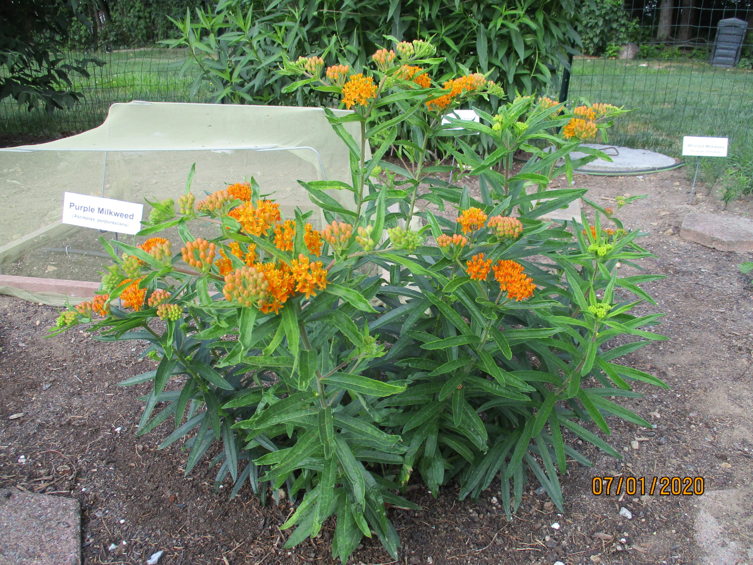 Butterfly Weed Planting Seeds