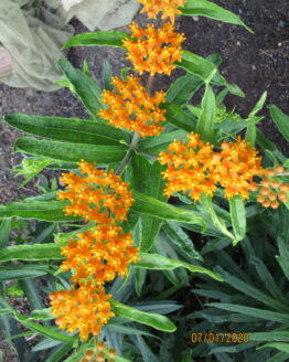 Butterfly Weed Blooms