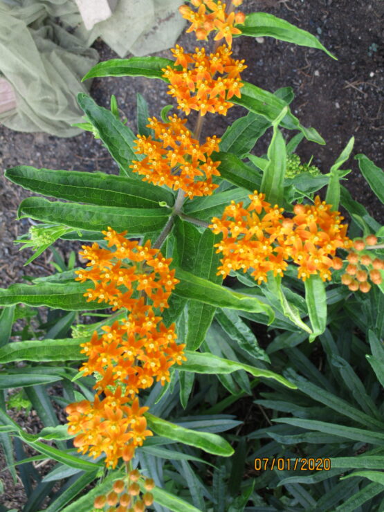 Butterfly Weed Blooms