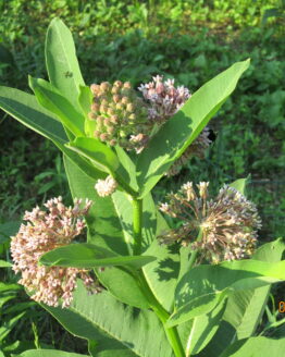 Common Milkweed Blooms