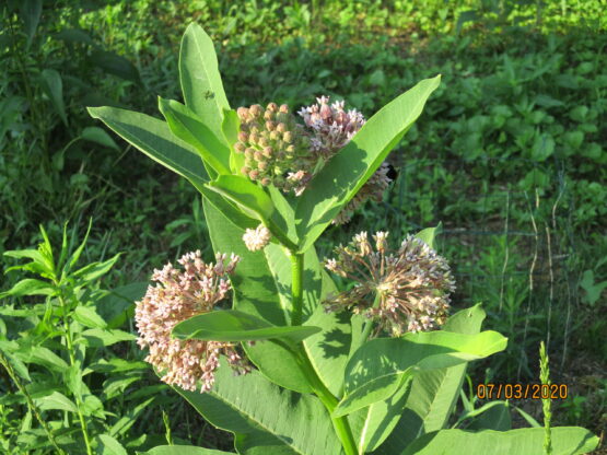 Common Milkweed Blooms