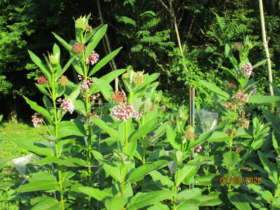 Common Milkweed plants