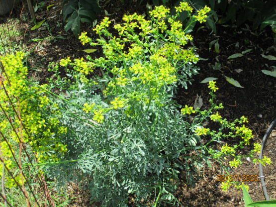 100 Common Rue Seeds, Ruta graveolens - Image 3
