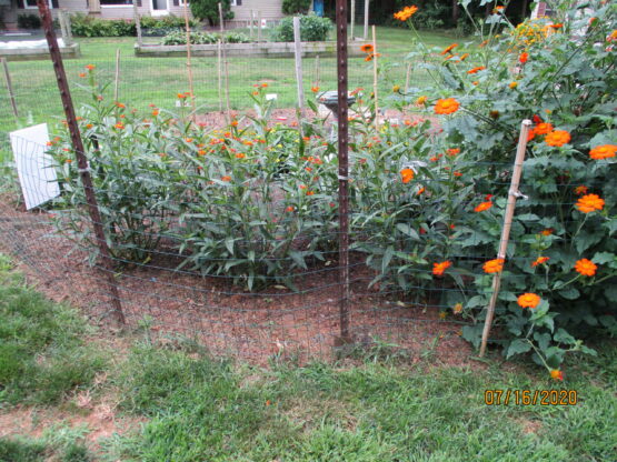 Tropical Milkweed plants