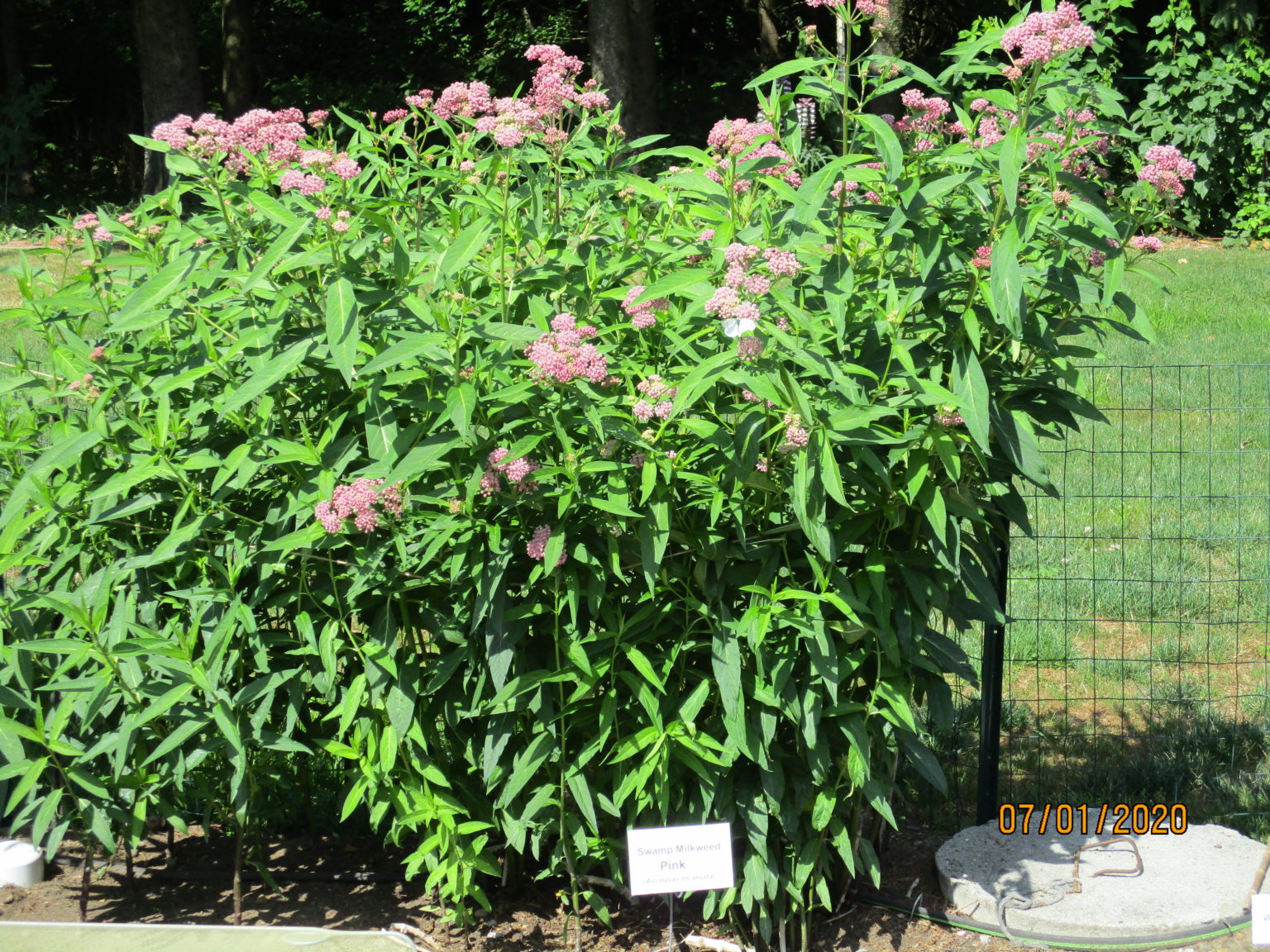 100 Pink Swamp Milkweed seeds, Asclepias Incarnata Pink - Milkweed 4