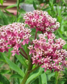 Pink Swamp Milkweed Blooms