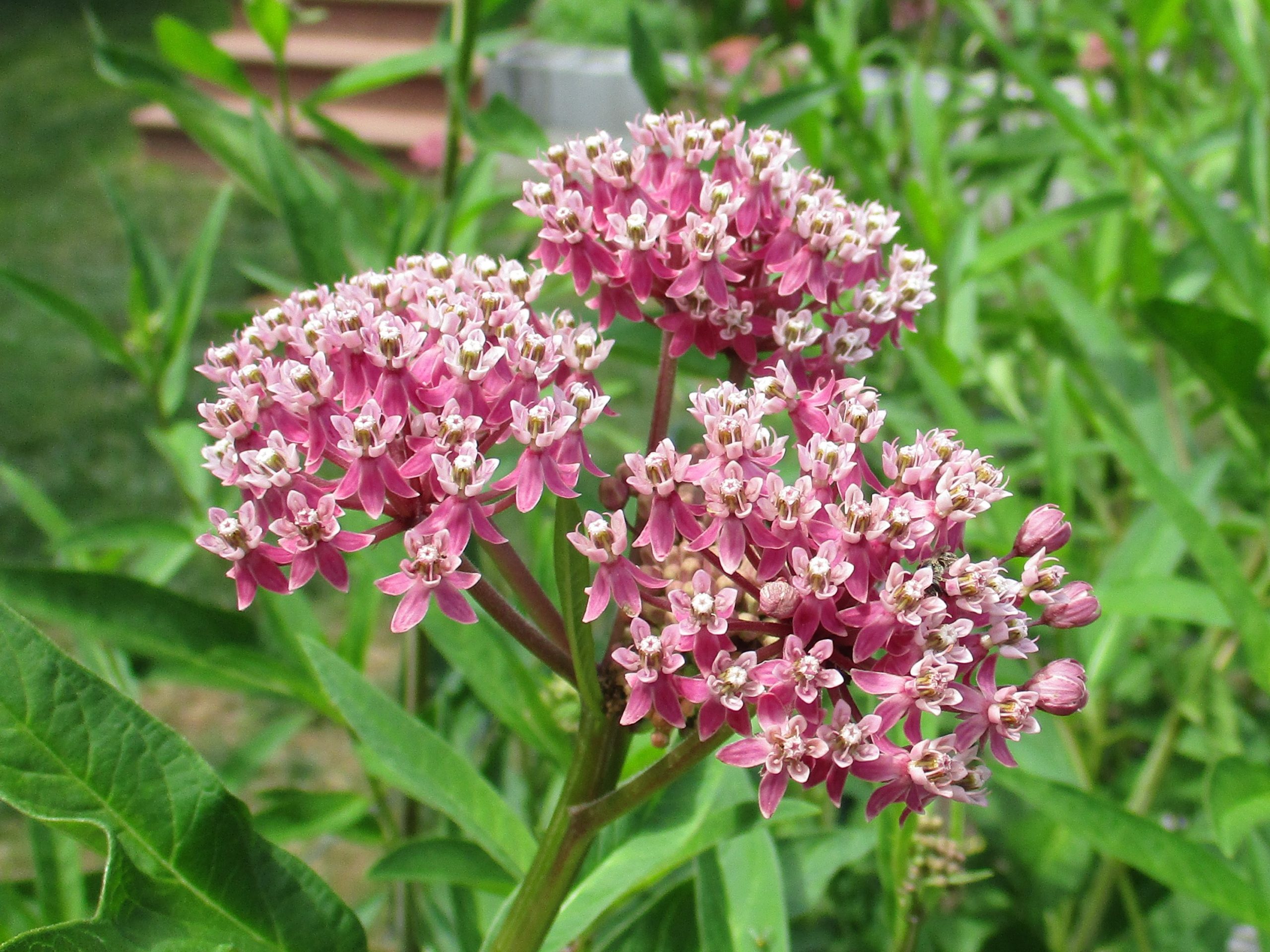 Swamp Milkweed Plant