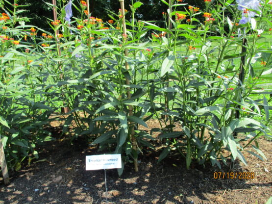 Silky Red Tropical Milkweed