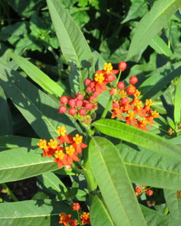 Silky Red Tropical Milkweed Blooms