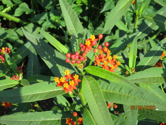 Silky Red Tropical Milkweed Blooms