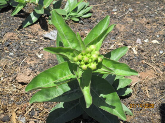 Asclepias viridis bud