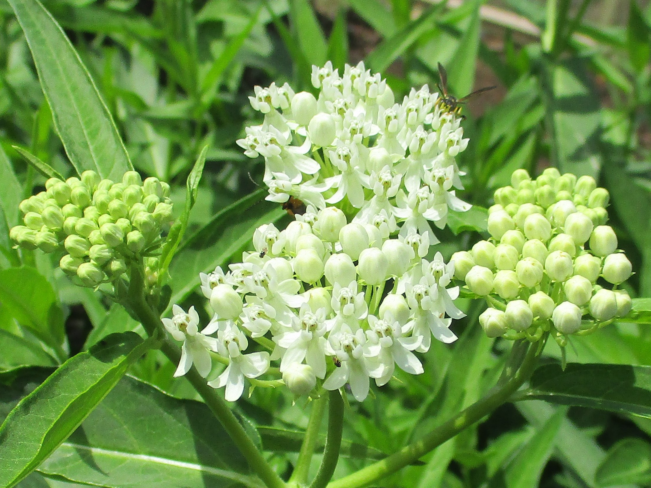 How To Plant Swamp Milkweed Seeds