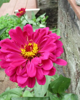 Fuchsia Zinnia