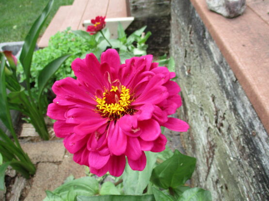 Fuchsia Zinnia