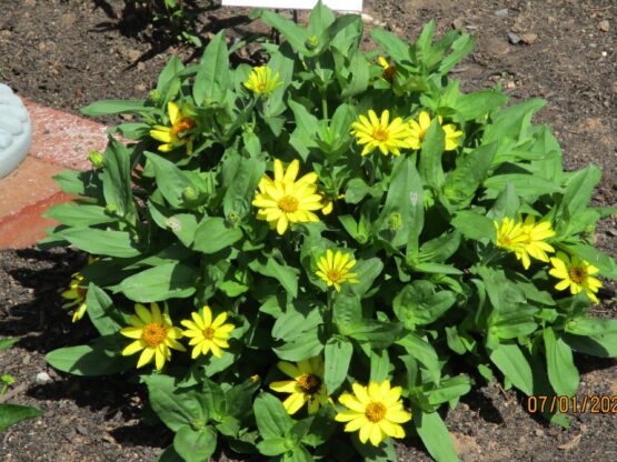 Small Yellow Zinnia